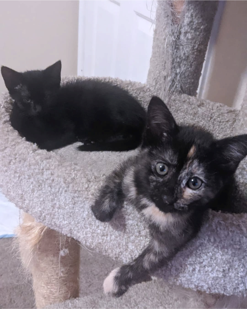 Mask and Yoru, two black kittens resting on a cat tree